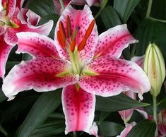 pink and white lilies are in a vase with greenery on the table next to it