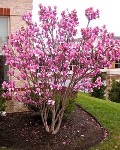 a tree with pink flowers in front of a brick building and green grass on the ground