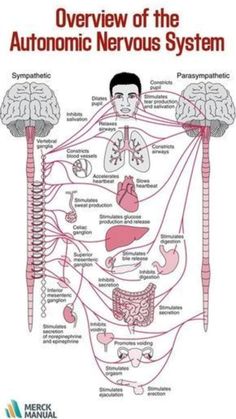 an overview of the autonomic nervous system, with diagrams and text on it