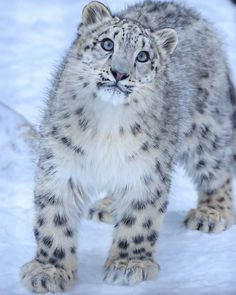 a small snow leopard standing in the snow