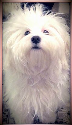 a small white dog with blue eyes looking at the camera