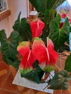 red and green flowers in a vase on top of a wooden table with other plants