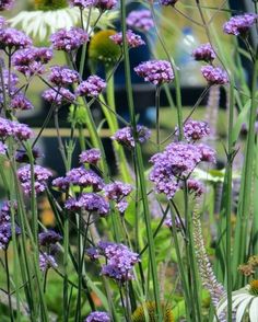 purple and white flowers are growing in the garden