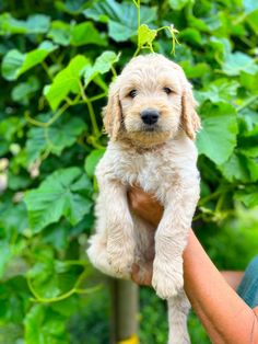 a person holding a puppy up in the air with green leaves behind them and on top of it