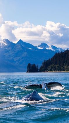 two humpbacks are swimming in the ocean with mountains in the back ground