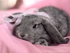 a gray rabbit is laying on a pink blanket with a white ribbon around it's head