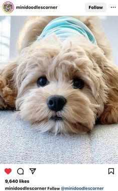 a small dog laying on the floor wearing a blue shirt