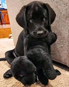 Cane Corso Puppies, Lab Puppy, Dog Stuffed Animal