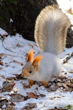 a squirrel is standing in the snow next to a tree