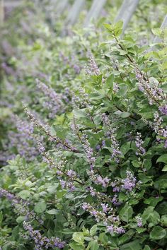 purple flowers are growing on the side of a fenced in area with green leaves