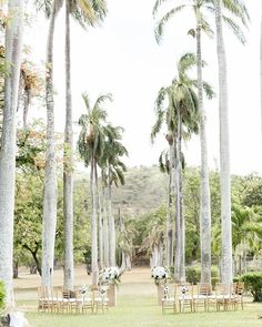 an outdoor wedding setup with chairs and palm trees