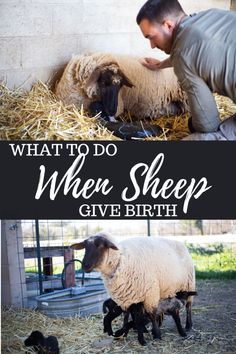 Man helping sheep give birth Raising Sheep, Homesteading Diy Projects, Pet Sheep, Baa Baa Black Sheep, Farm Fun, Baby Sheep