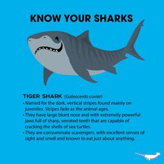 a shark with the caption'know your sharks '