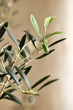 an olive branch with green leaves on it