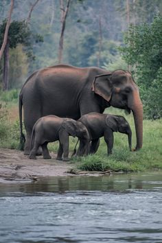 an adult elephant and two baby elephants near the water