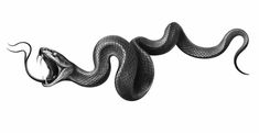 a black and white photo of a snake with it's mouth open, on a white background