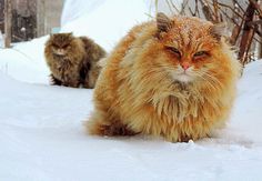 two fluffy cats walking in the snow