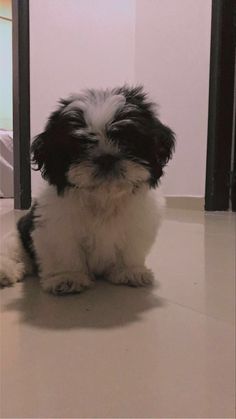 a small black and white dog sitting on the floor