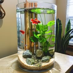 a fish tank with plants and rocks in it sitting on a table next to a window