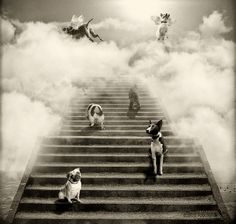 three dogs are sitting on the steps leading to heaven