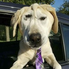 a dog wearing a purple tie sitting in the back seat of a car with it's paws on the window