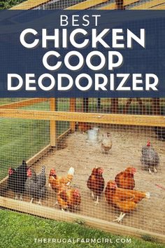 the best chicken coop deodorizer for chickens and other small animals in a backyard