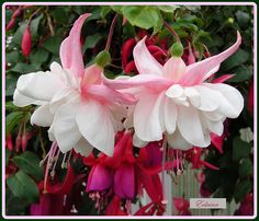 two pink and white flowers with green leaves