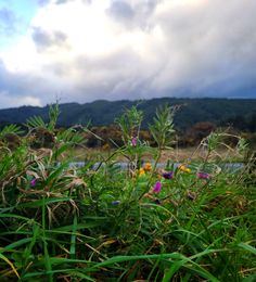 wildflowers and other plants in the foreground with mountains in the background on a cloudy day