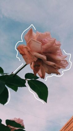 a pink rose is blooming in front of a blue sky