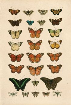 a group of butterflies with different colors and sizes