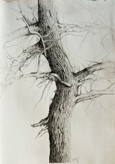 a pencil drawing of a tree with no leaves