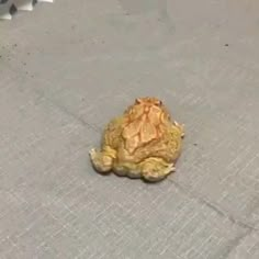 a small frog sitting on the ground