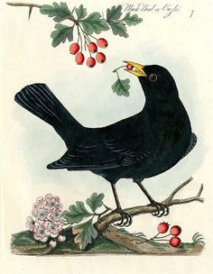 a black bird sitting on top of a tree branch next to berries and leaves with one eye open