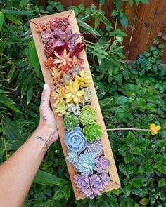 a person holding up a wooden box filled with succulents and other plants