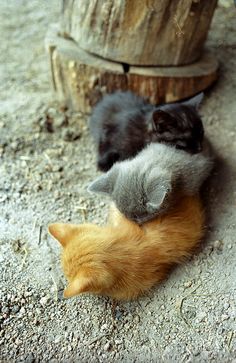 two kittens are playing with each other on the ground in front of a tree stump