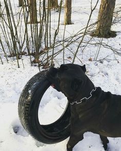 a black dog standing next to a tire in the snow with it's mouth open