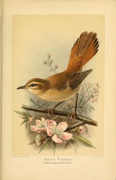 a bird sitting on top of a branch with pink flowers in it's beak