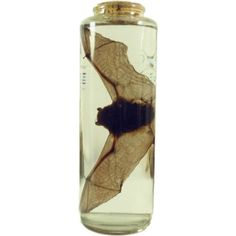 a dried leaf in a glass jar filled with water