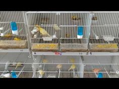 several cages filled with yellow and white birds