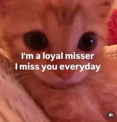 Miss You Funny Humor, I Miss You Cat, I Miss You Reaction Pic, Miss You Meme, I Miss You Memes, Whisper Drawing, I Miss You Everyday, Miss Americana, I Love Cats