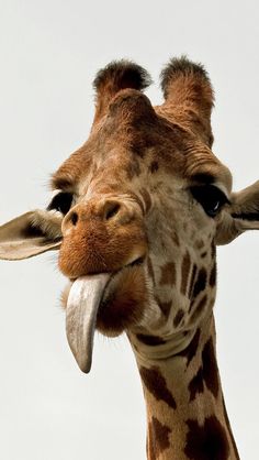 the giraffe is sticking its tongue out