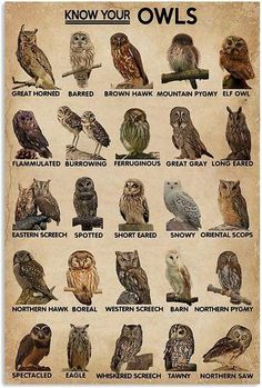 an old poster with owls on it's side and the words know your owls