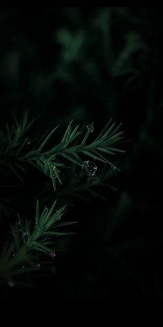 some water droplets on the leaves of a pine tree in the dark, with only one leaf visible