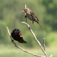 two birds sitting on top of a tree branch