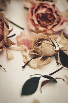 several dried flowers are laying on the ground together, with one flower still attached to the petals