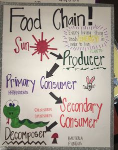 a white board with words and pictures on it that say food chain, primary consumer, secondary consumer, secondary consumer