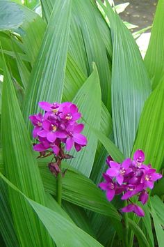 some purple flowers are growing among green leaves