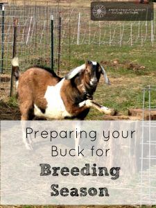 a goat standing on top of a grass covered field with the words preparing your buck for breeding season