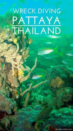 the wreck diving pataya thailand is surrounded by corals and other marine life