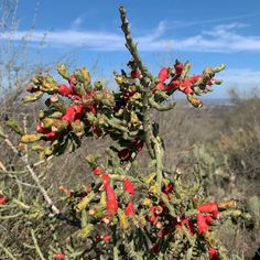 a plant with red flowers in the desert